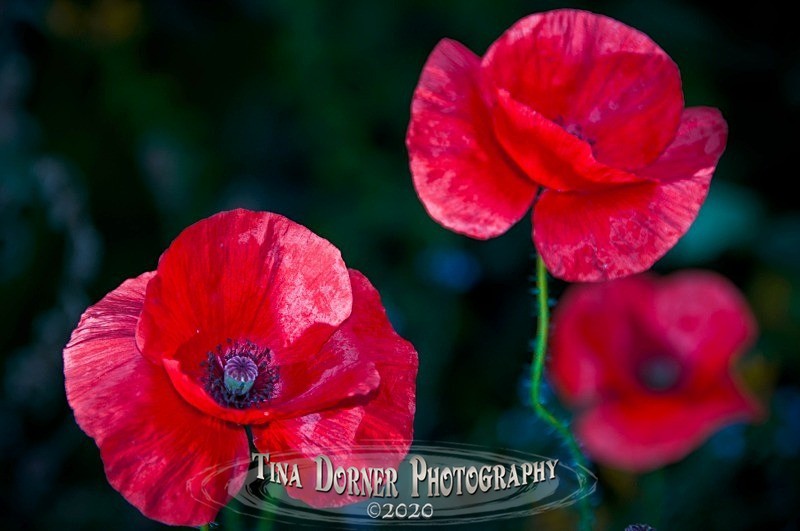 Poppy Petals.  Plant and Flower Portfolio by Tina Dorner Photography. Forest of Dean & Wye Valley