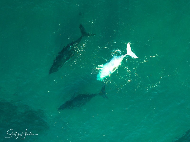 Three Humpbacks 7