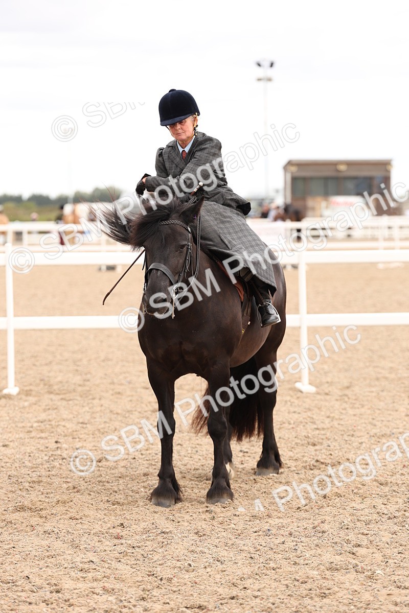 SBM_16435 - Class 211 - Best Side Saddle Horse - Pony