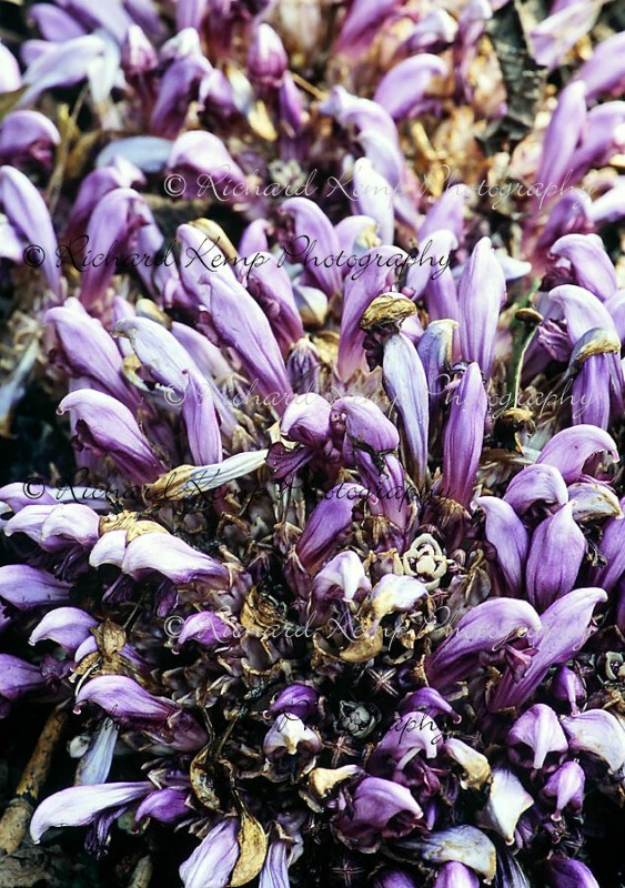 Toothwort-6724w - Plants