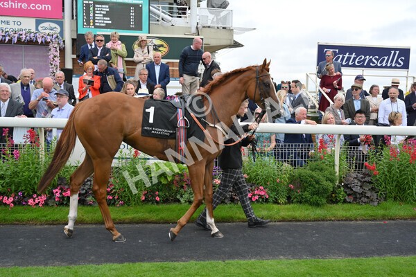 yr18082021r6-2 - Race 6 4.45pm IRE-Incentive It Pays To Buy Irish Stakes