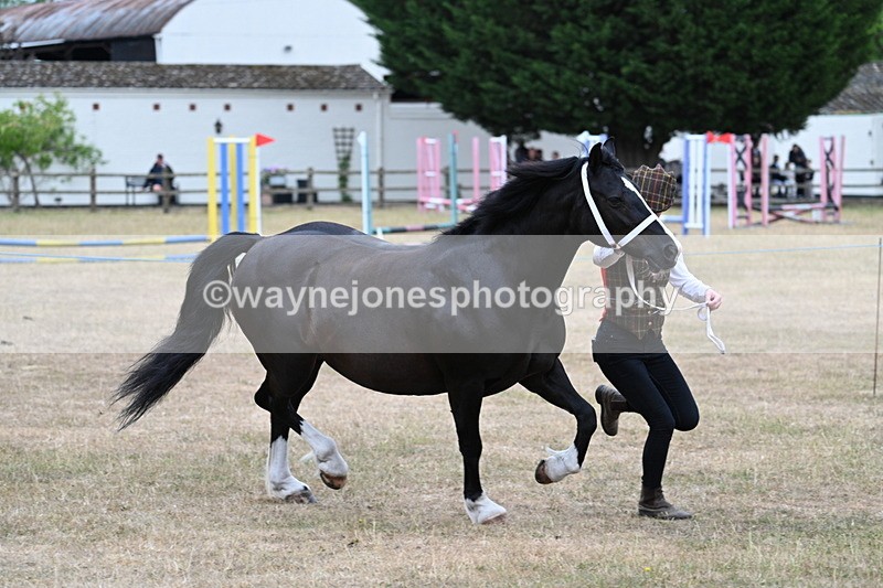 WJ7_8437 - Class 4 Prettiest Mare up to 14.2hh