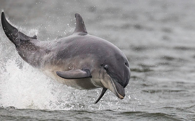 CHANORY DOLPHIN 2026 39 - Dolphins, Whales & Orcas. Scotland, Iceland, Azores & Madeira