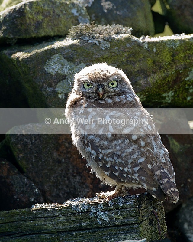 20110724-_MG_6304-488 - Little Owl