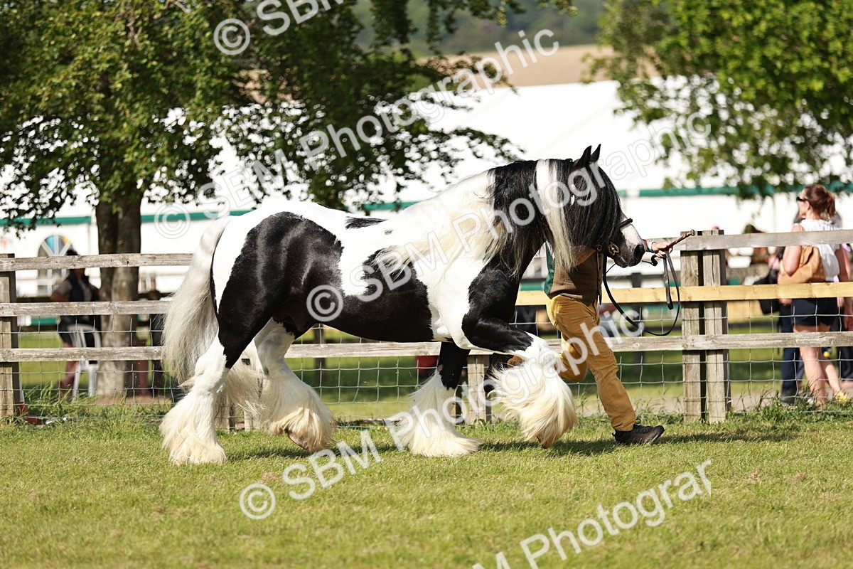 SBM_08783 - Class 63-65 - Traditional Gypsy Cobs In Hand & Ridden