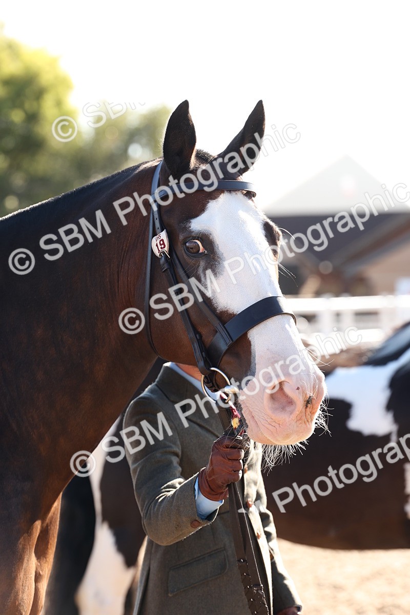 SBM_11748 - Class 204 - Young Handler 11 to 16 years