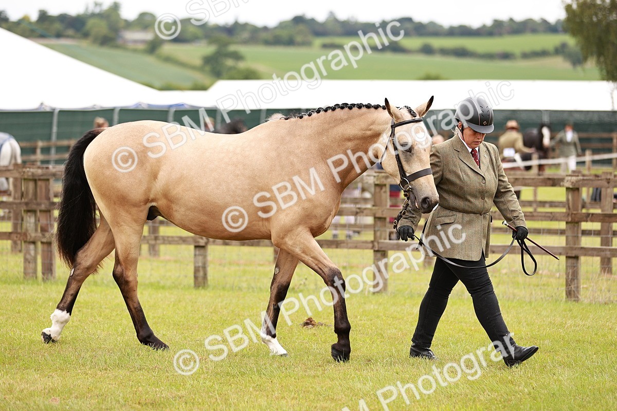 SBM_00814 - Class 26-30 Sport Horse In Hand