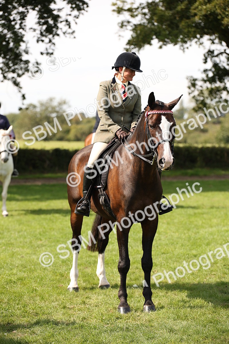 SBM_65994 - S64 - Riding Horse & Hack & Thoroughbred Ridden