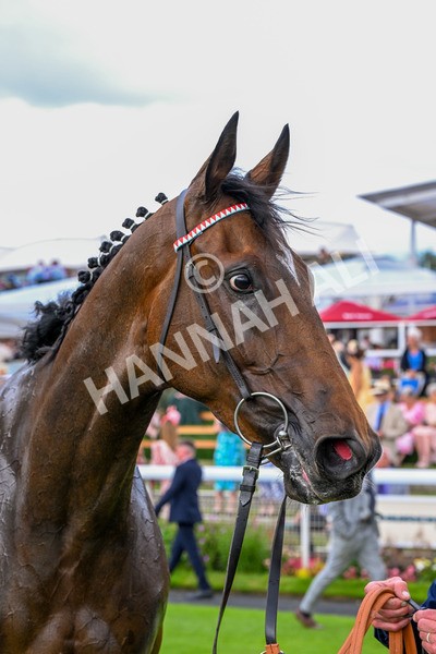 260725-Race 5-Beylerbeyi-0766 - Race 5 3.50pm Sky Bet, For The Fans Handicap