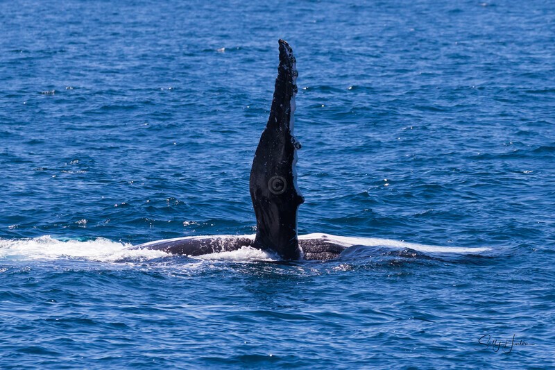 Whales Lolling 4 0A3A4932 - Humpback Whales