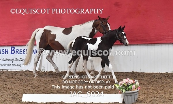 JAC_6024 - 16 Serendipity