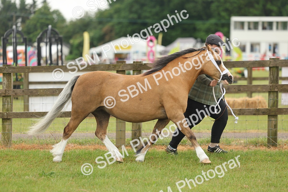 SBM_01473 - Class 50-57 - M&M Welsh Pony In Hand