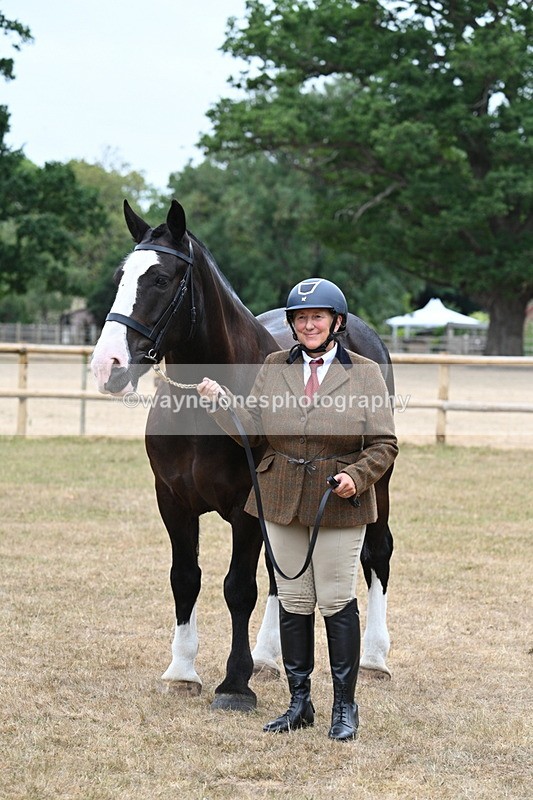 WJ7_0124 - Class 5a Most Handsome Gelding (above 14.2hh)