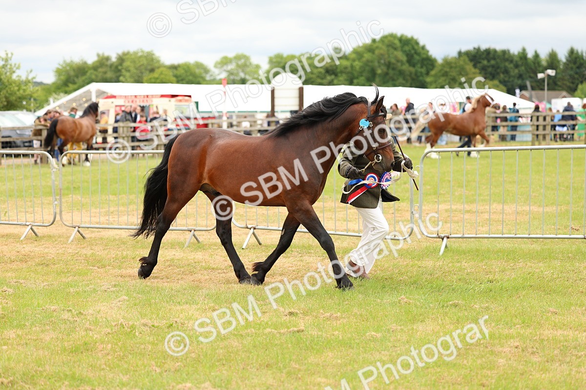 SBM_03560 - Class 58-67 - M&M Non Welsh Pony In hand