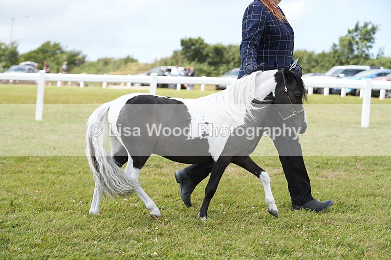 DSC06674 - Class 58: Coloured Pony Youngstock