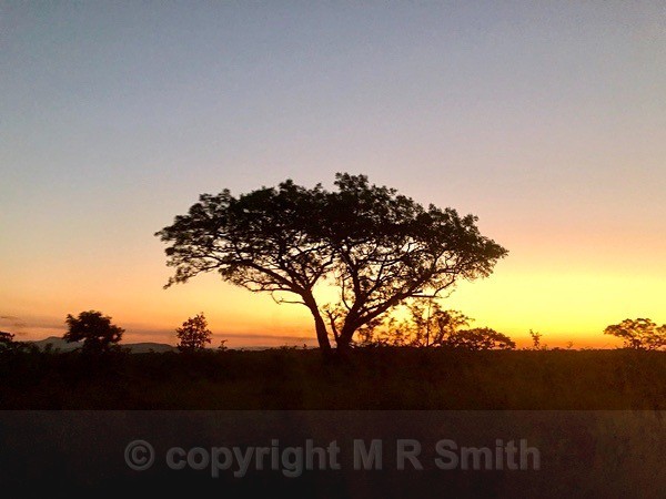 Acacia Sundown, SA - LANDSCAPES & TREES
