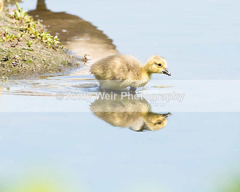 20140517-3K8A1379 - Geese