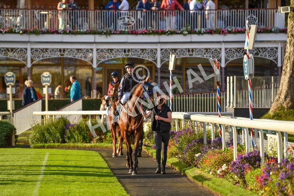 230923-Race 7-Two Brothers-7227 - Race 7 5.30pm Neil Atkinson's 60th Birthday Celebration Handicap