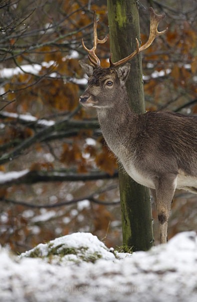 FALLOW DEER ref fd 15a - THE DEER IN WINTER