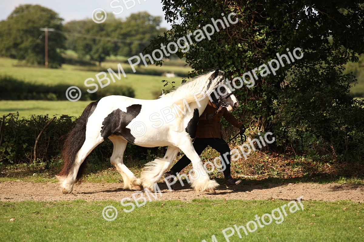 SBM_62194 - S55 - Traditional Cob In Hand