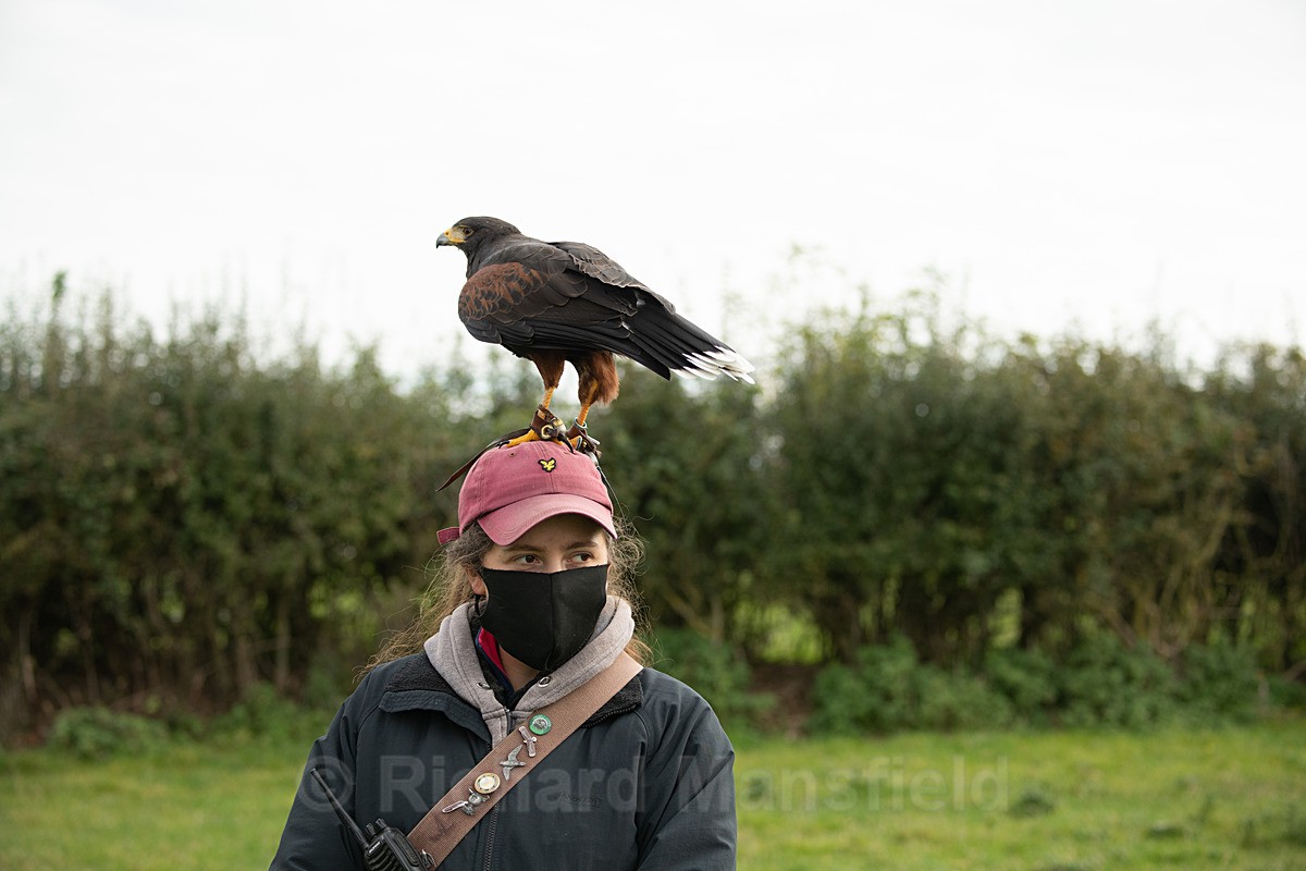 - West of England Falconry
