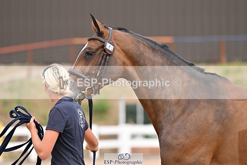 250716-151955-01879 - Trot Up 2.30 to 3.30