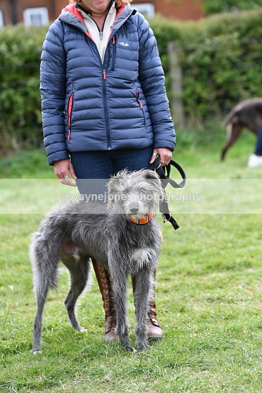 WJ5_9345 - Class 1 Best Cross Breed / Heniz 57