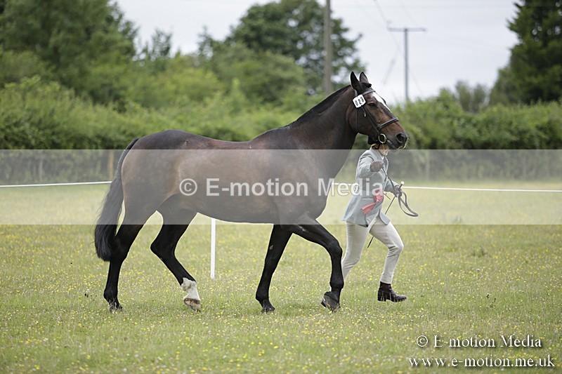 BVR160717-1098 - In Hand Championship 16/07/17