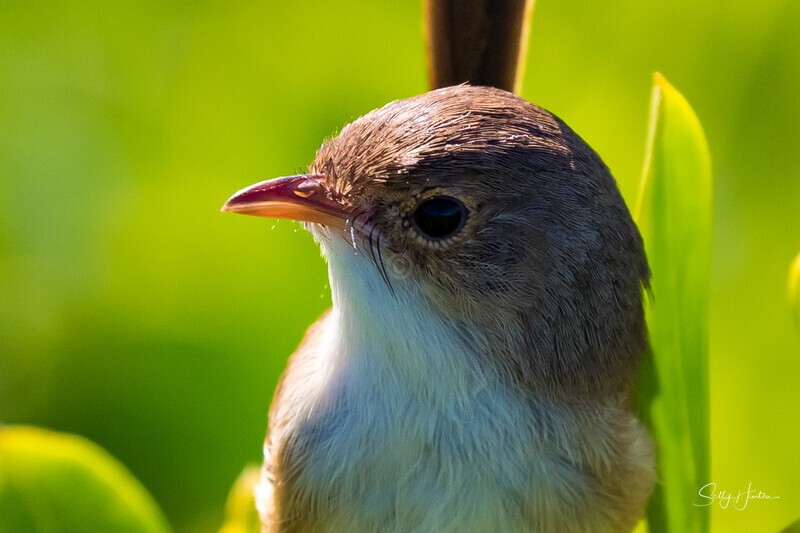 Female close-up 3 - Red-backed Fairy Wren