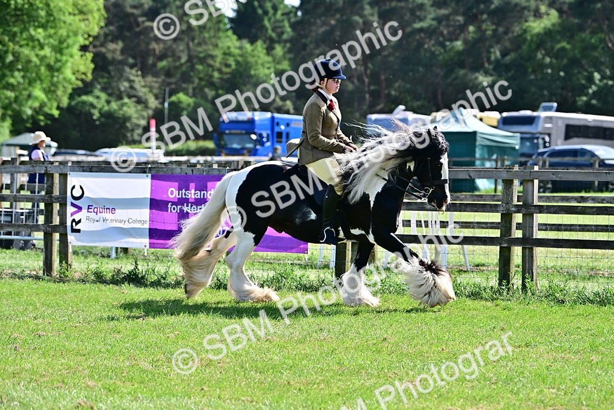 SBM_09318 - Class 63-65 - Traditional Gypsy Cobs In Hand & Ridden