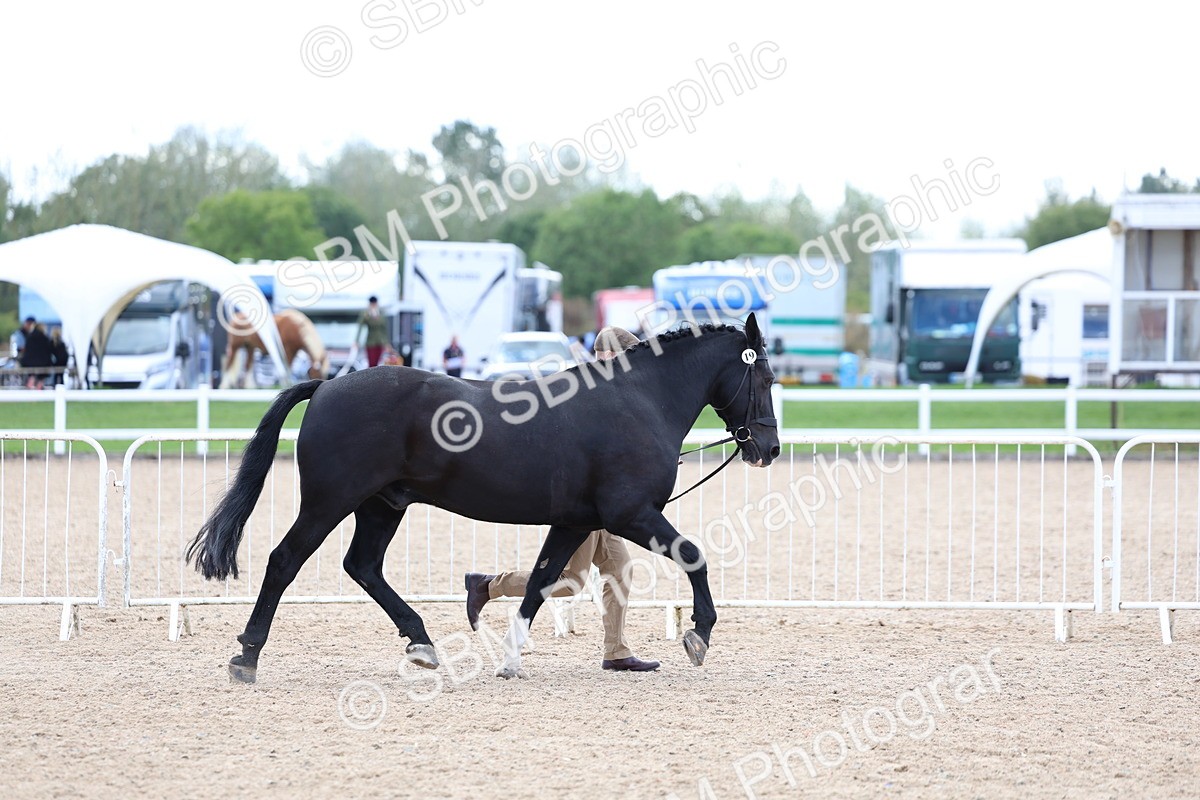 SBM_15348 - Class 312 - IH Competition Horse-Pony