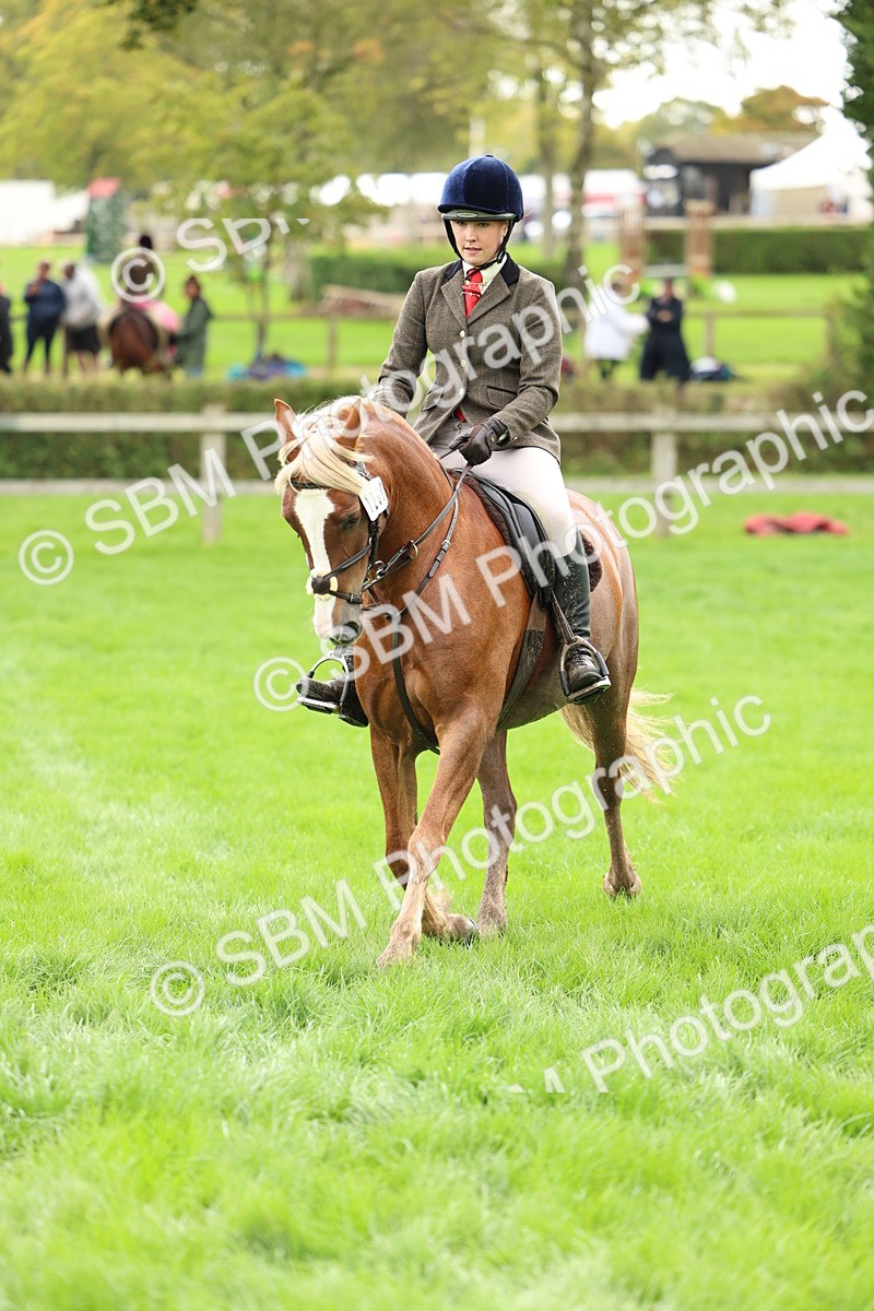 SBM_41851 - S32 - Mountain & Moorland Working Hunter Pony