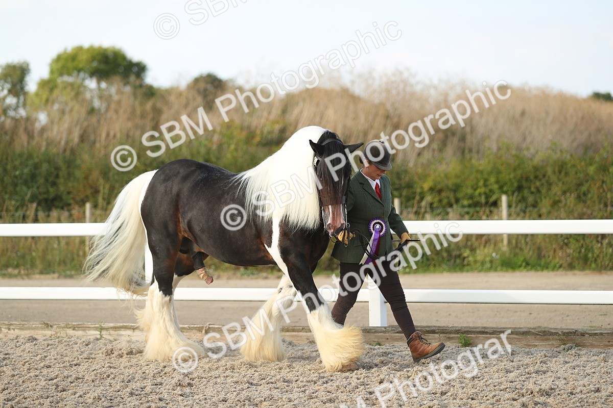 SBM_08734 - Class 28 - IH Veteran Horse