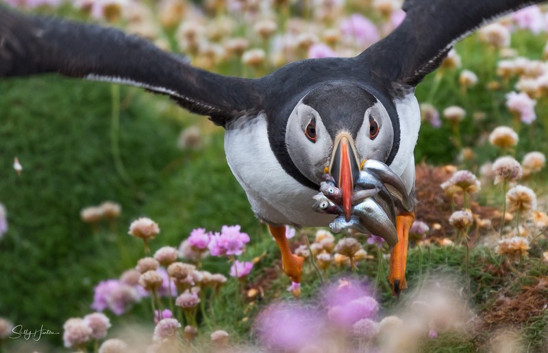 Puffen Flying 14 - Puffins
