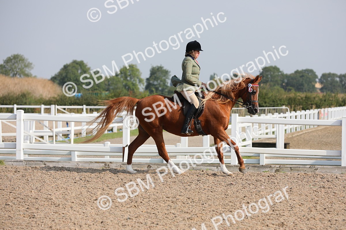 SBM_11342 - Class 305 Ridden Foreign Breeds- Pure Bred