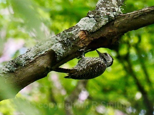 Pied Kingfisher South Africa - BIRDS & INSECTS