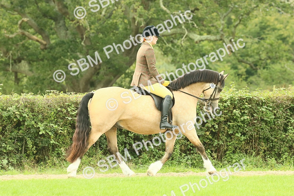 SBM_71847 - S60 - Mountain & Moorland Ridden Large Breeds