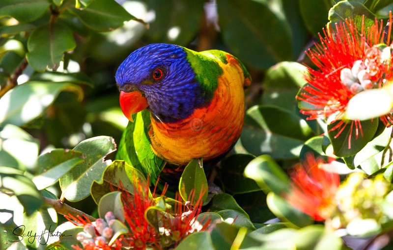 Rainbow Lorikeet 1
