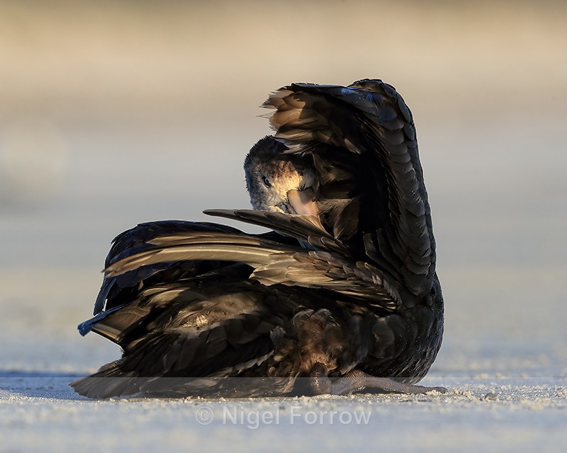 Southern Giant Petrel preening, Volunteer Point, Falklands - Southern Giant Petrel
