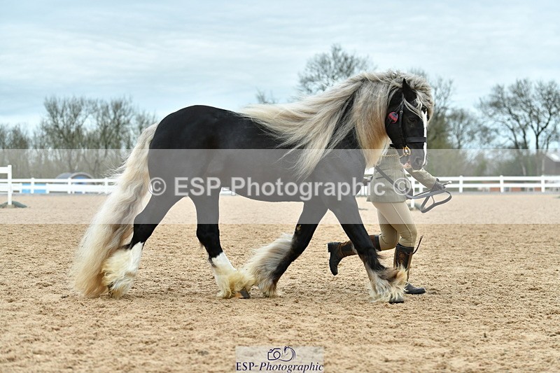 230416A-114752-04199 - Cls 47 In Hand Racehorse to Showhorse