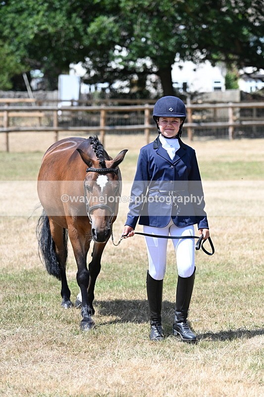 WJ7_2220 - Class 5 Most Handsome Gelding (up to 14.2hh) in hand