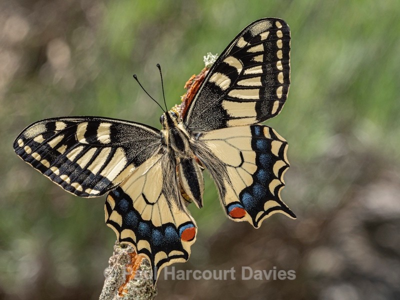 Common Swallowtail, (Papilio machaon)  - Ten Metres from Home 2021
