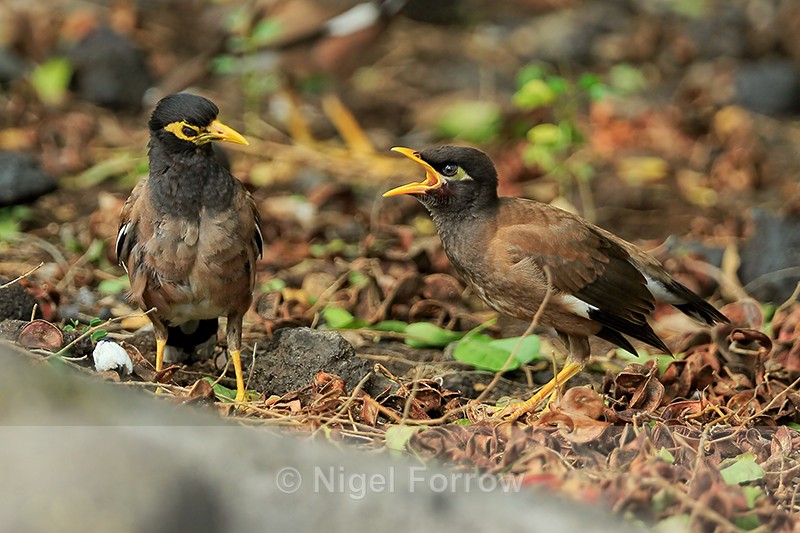Two Common Mynas on the ground, Hawaii - Common Myna