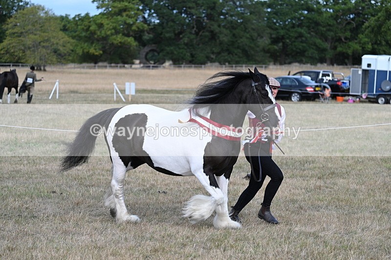 WJ7_8452 - In-hand Championship