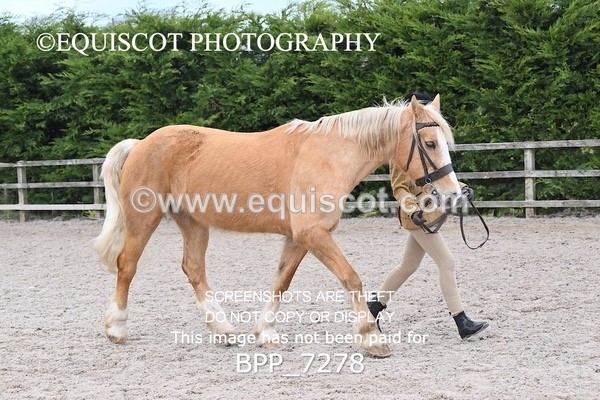 BPP_7278 - RING 1  (RIDDEN HORSES / IN HAND / VETERAN ETC)