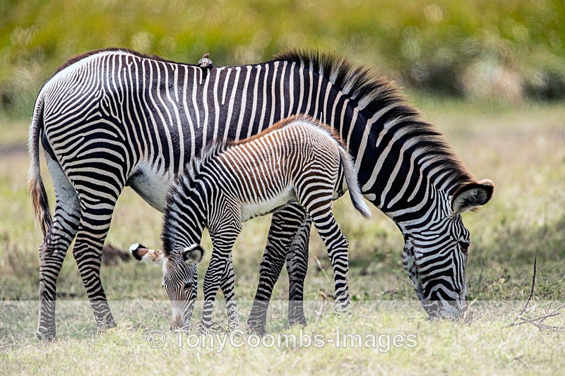 Grevys Zebra & foal - Lewa ~ Other Mammals