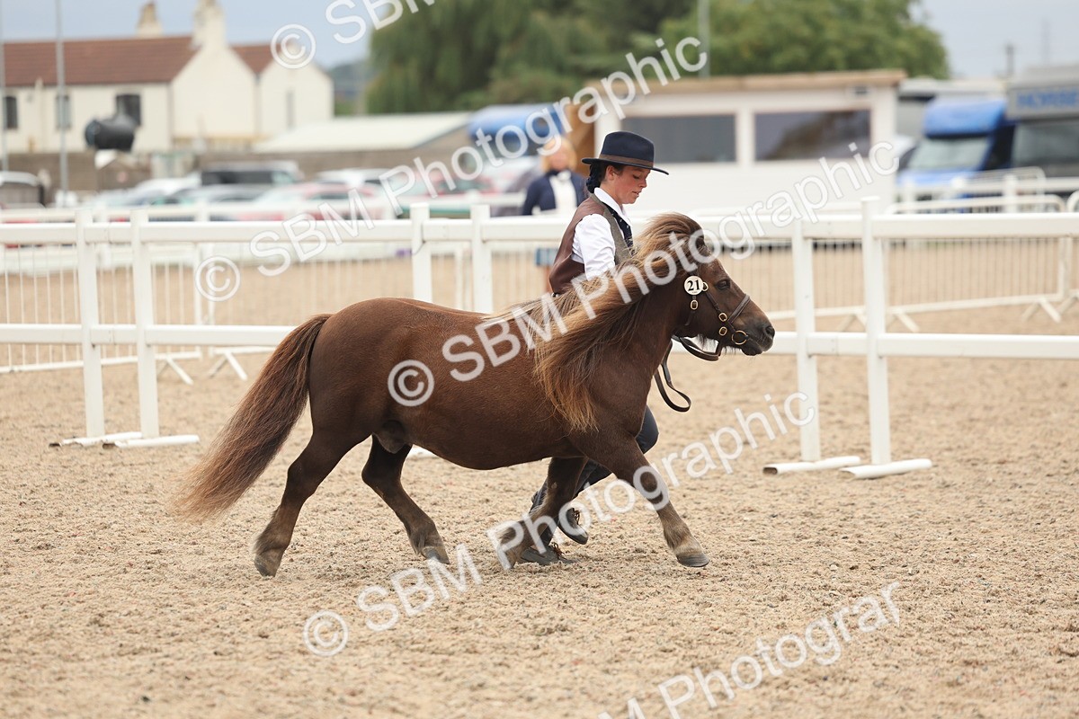 SBM_19274 - Class 317 - IH Pure Bred Horse-Pony
