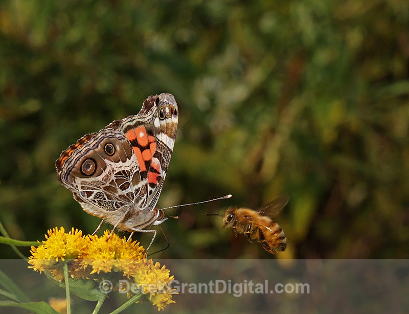 American Lady versus Honey  Bee