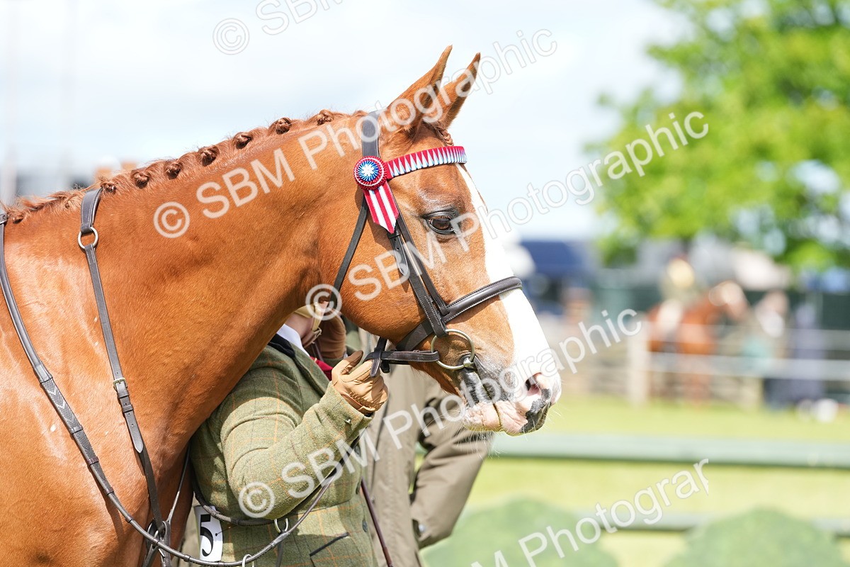 SBM_12937 - Class 99 - RIHS SEIB Working Show Horse