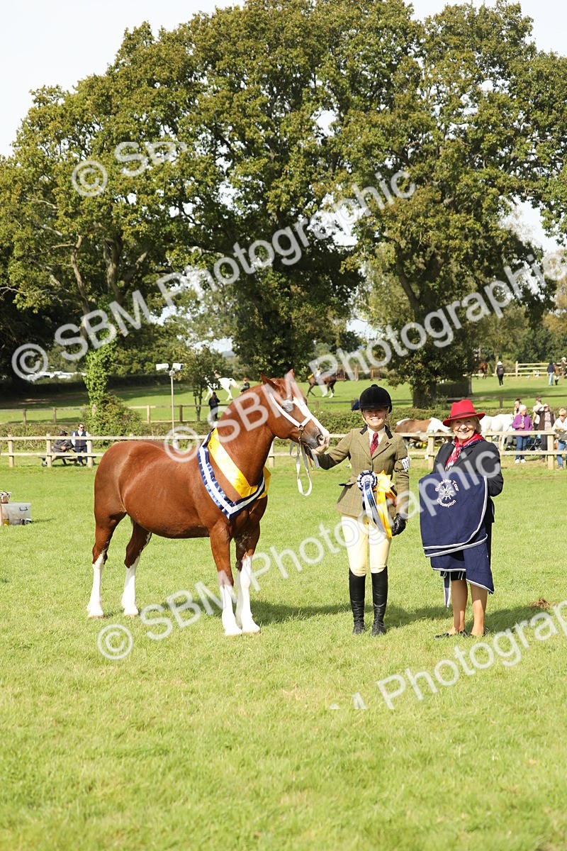 SBM_66367 - In Hand Pony & Youngstock Supreme Championship